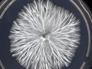 mycelium running