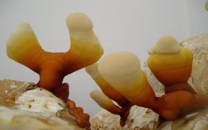 reishi nutrition