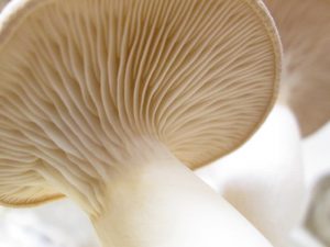 King Oyster Mushroom