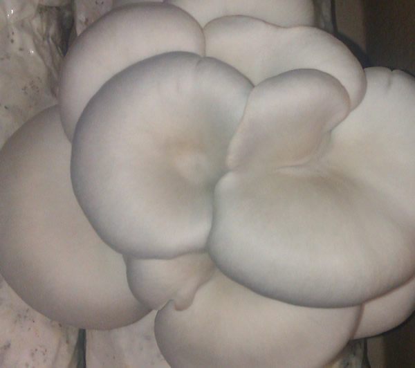 Winter Oyster Mushroom Spawn