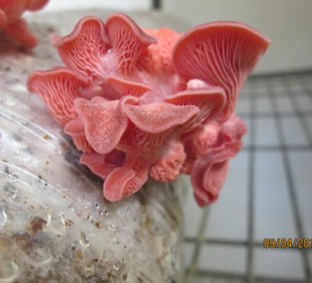 Love mushroom culture