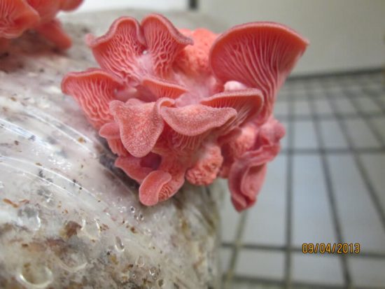 Love mushroom culture