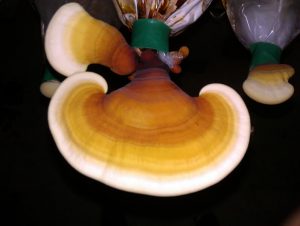 Reishi grain spawn