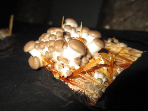 pinning oyster mushrooms