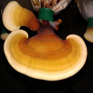 Reishi Grain Spawn