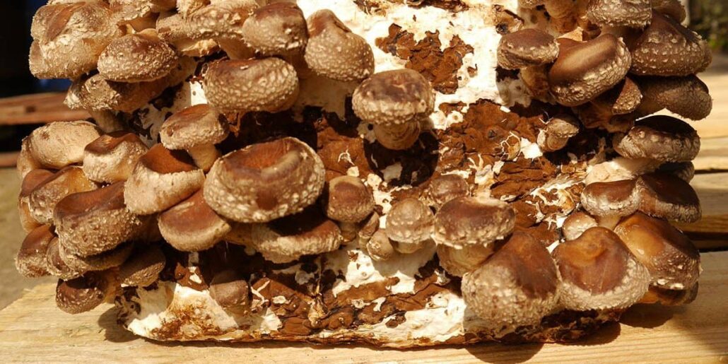 Grow mushrooms on agricultural waste products