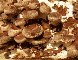 Grow mushrooms on agricultural waste products