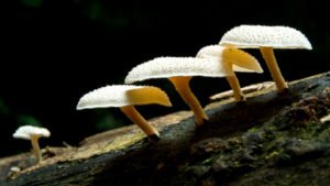 Pestalotiopsis microspora